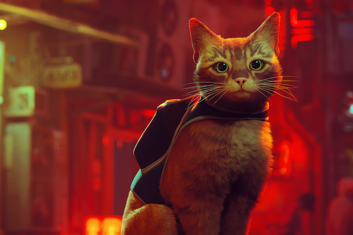 Обложка: Stray