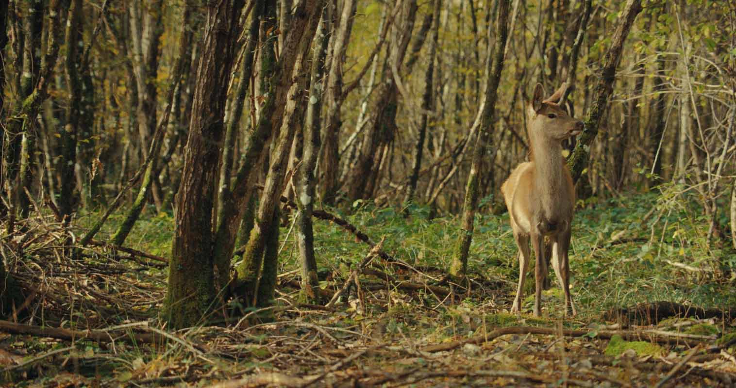 Обложка: «Бемби. История жизни в лесу»