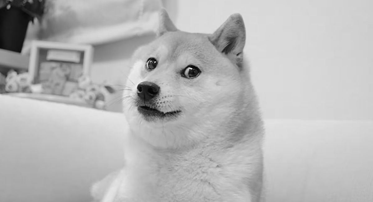 Умерла собака из знаменитого мема Doge