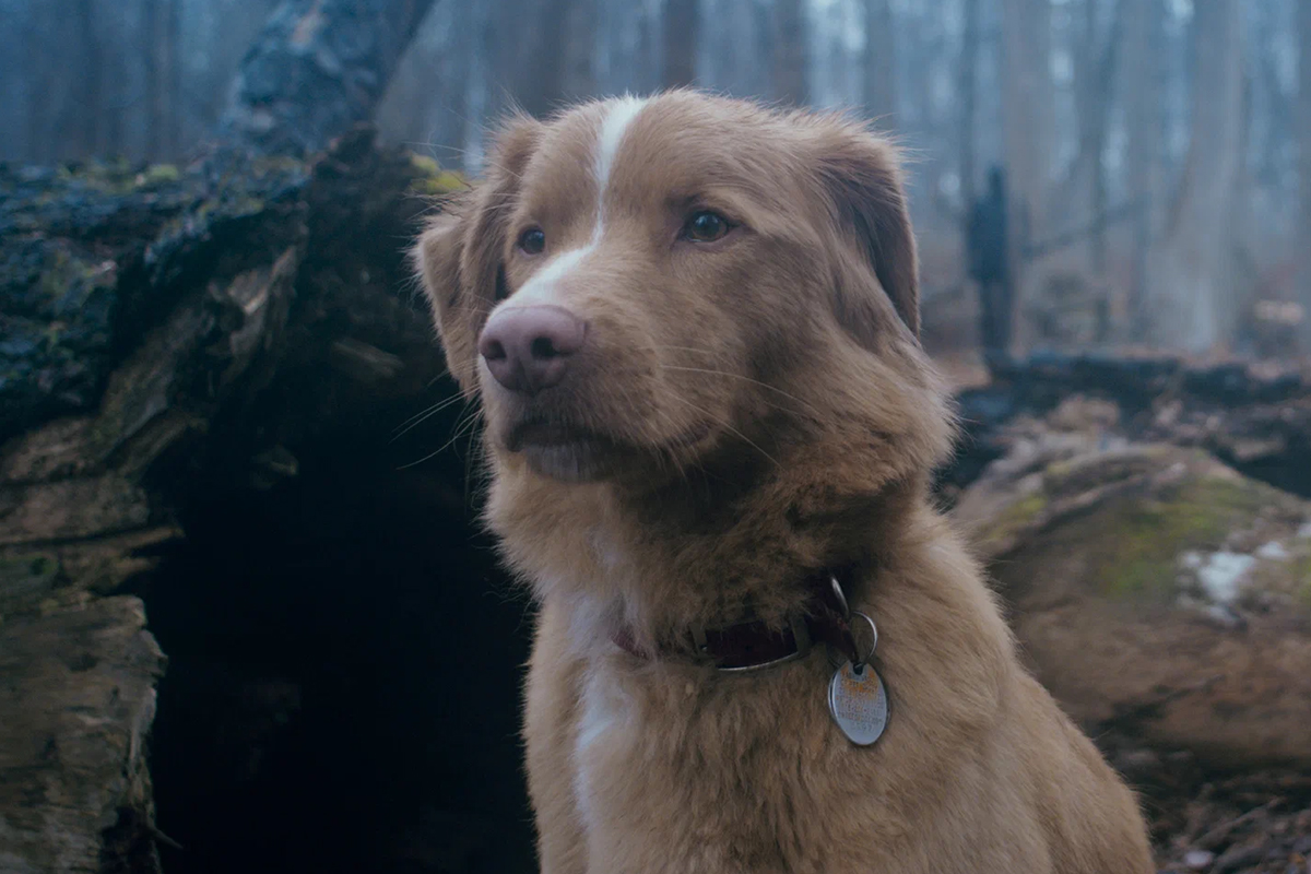 «Глазами пса» (Good Boy) / Independent Film