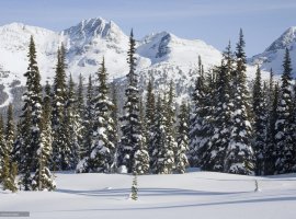 Короче говоря, я поиграл в The Wild Eight - изображение 1