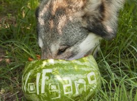 Вечер пятницы! Волки с арбузами, игры со скидками и отборный кинотреш - изображение 1