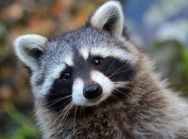 Основатель Freebird Games пошутил, что все игры студии отложены на 10 лет. Виноваты еноты - изображение 1