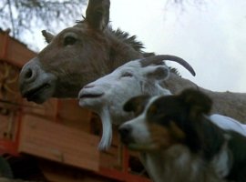 По «Скотному двору» Джорджа Оруэлла выпустят официальную игру - изображение 1