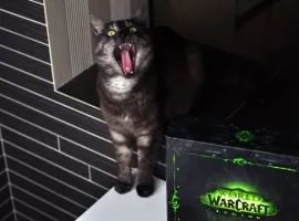 Распаковка коллекционного издания World of Warcraft: Legion. С котом! - изображение 1