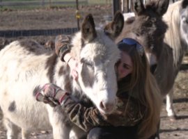 Kotaku рассказал о девушке из США, которая стала стримером и фермером поневоле - изображение 1