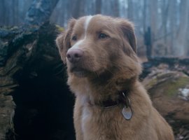 «Глазами пса»: обаятельный ретривер против злых духов - изображение 1