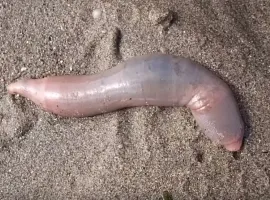 Пляж в Калифорнии усеяли тысячи морских «пенисов» - изображение 1