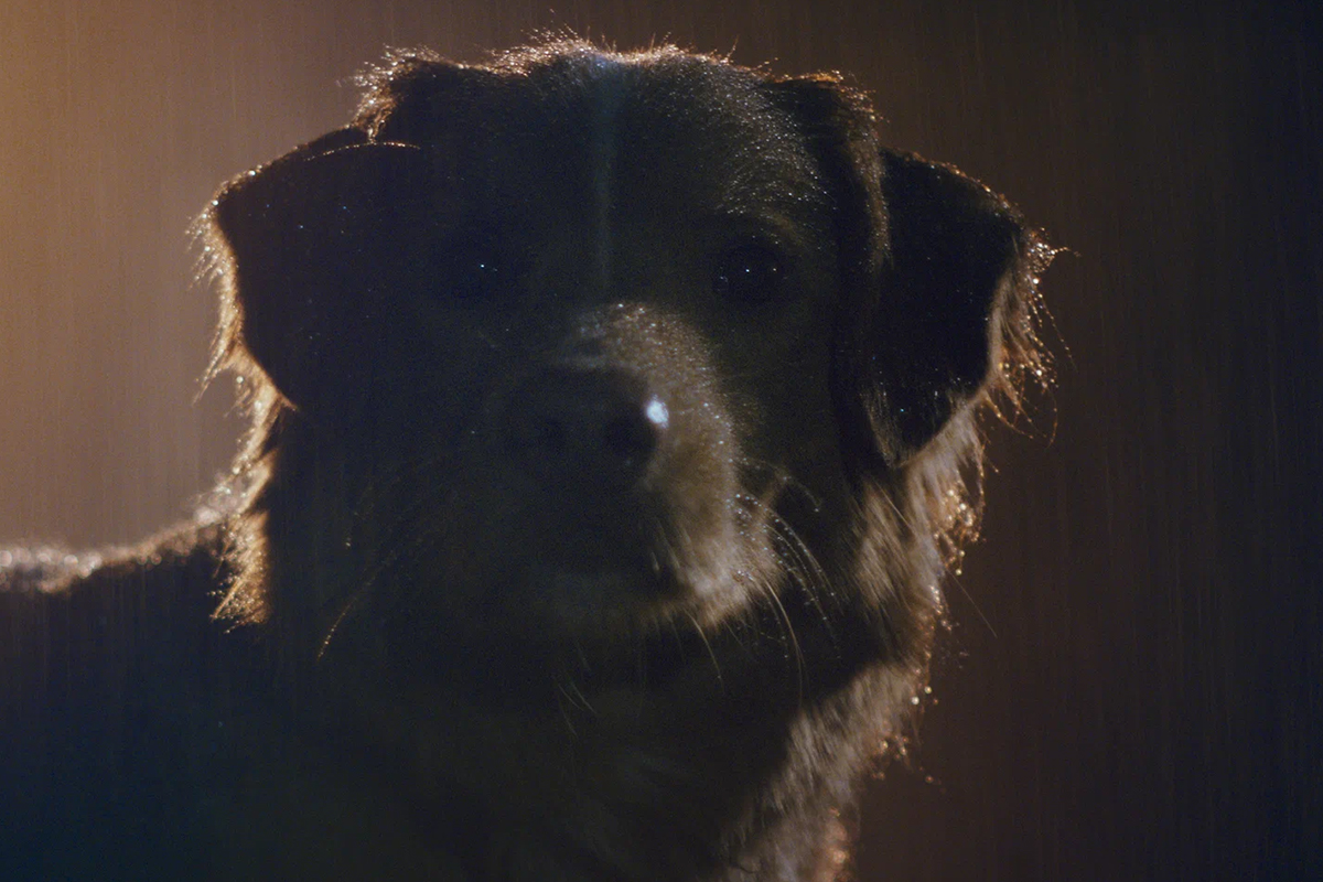 Сборы фильма в США составили 4,9 $ млн

Источник: Independent Film