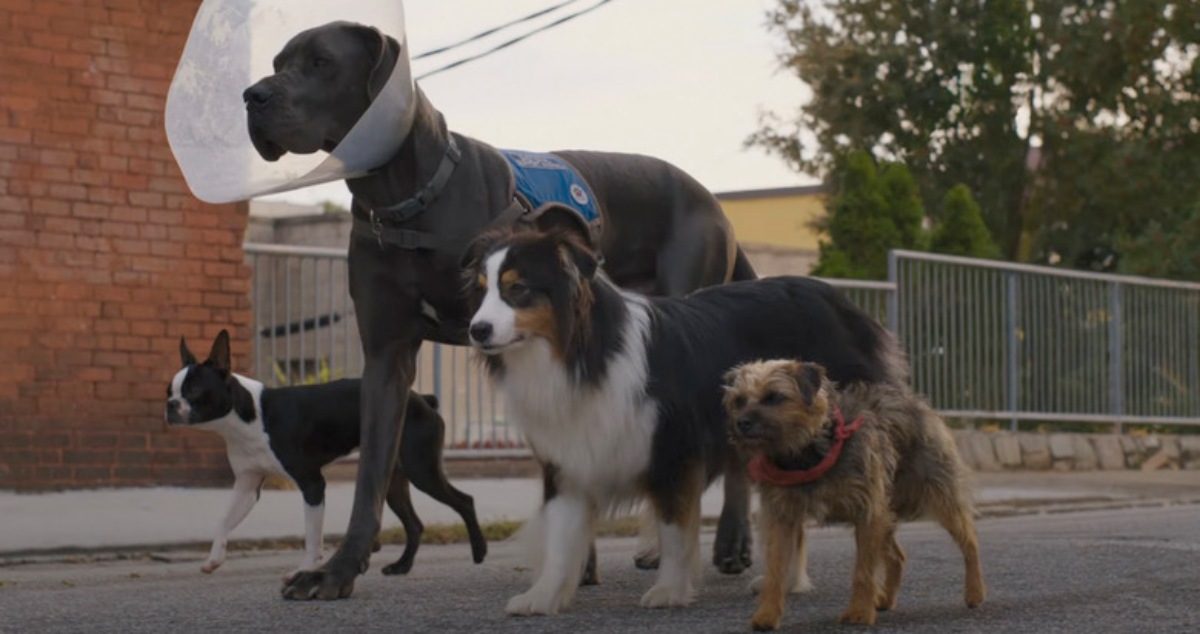 Главные комедии 2023 года: Тайка Вайтити, Грета Гервиг и студия A24 - изображение 14 Главные комедии 2023 года: Тайка Вайтити, Грета Гервиг и студия A24 - фото 14