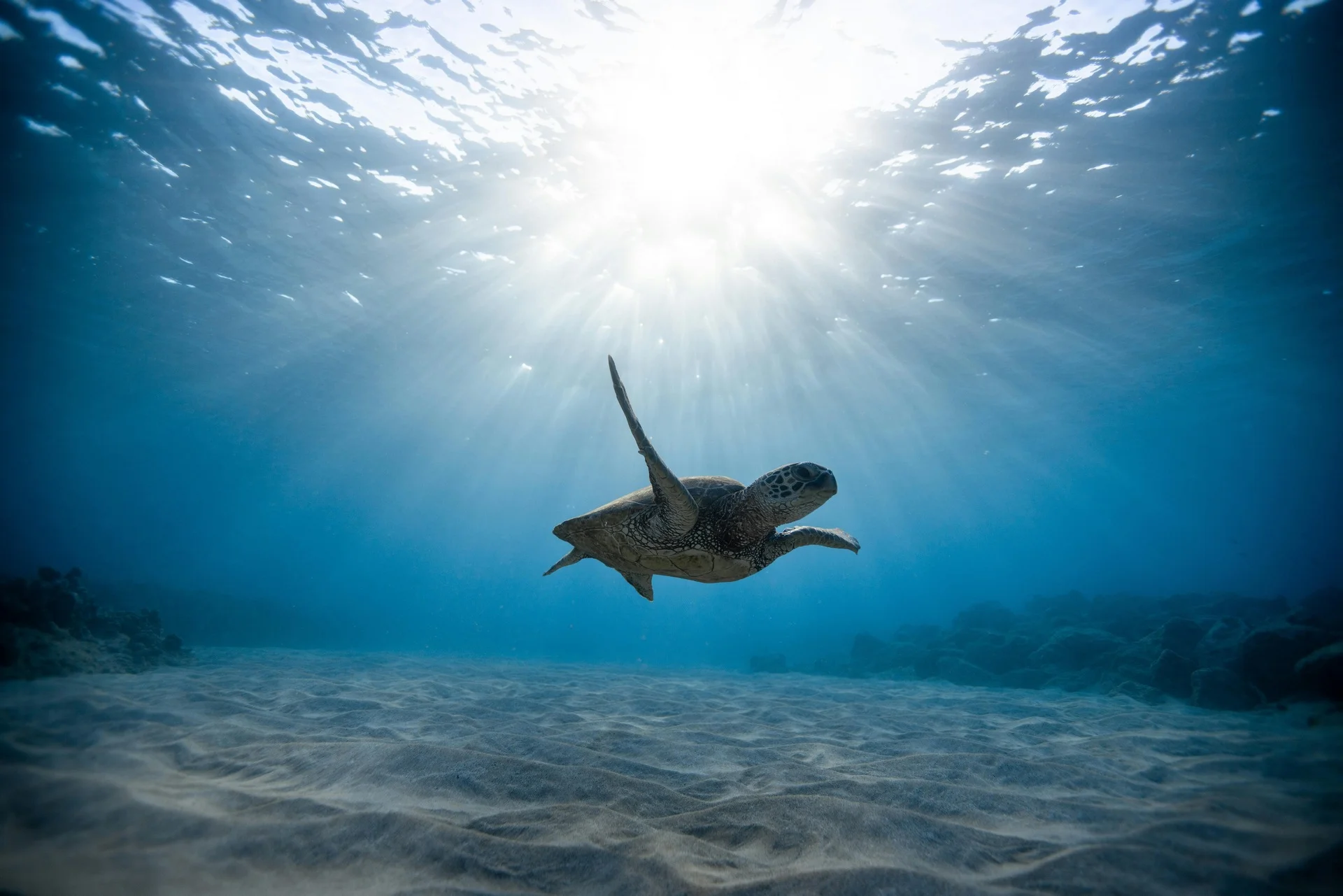 Источник: [https://www.pexels.com/photo/underwater-photography-of-turtle-2397653/](https://www.pexels.com/photo/underwater-photography-of-turtle-2397653/). Автор: Jeremy Bishop. Лицензия Pexels