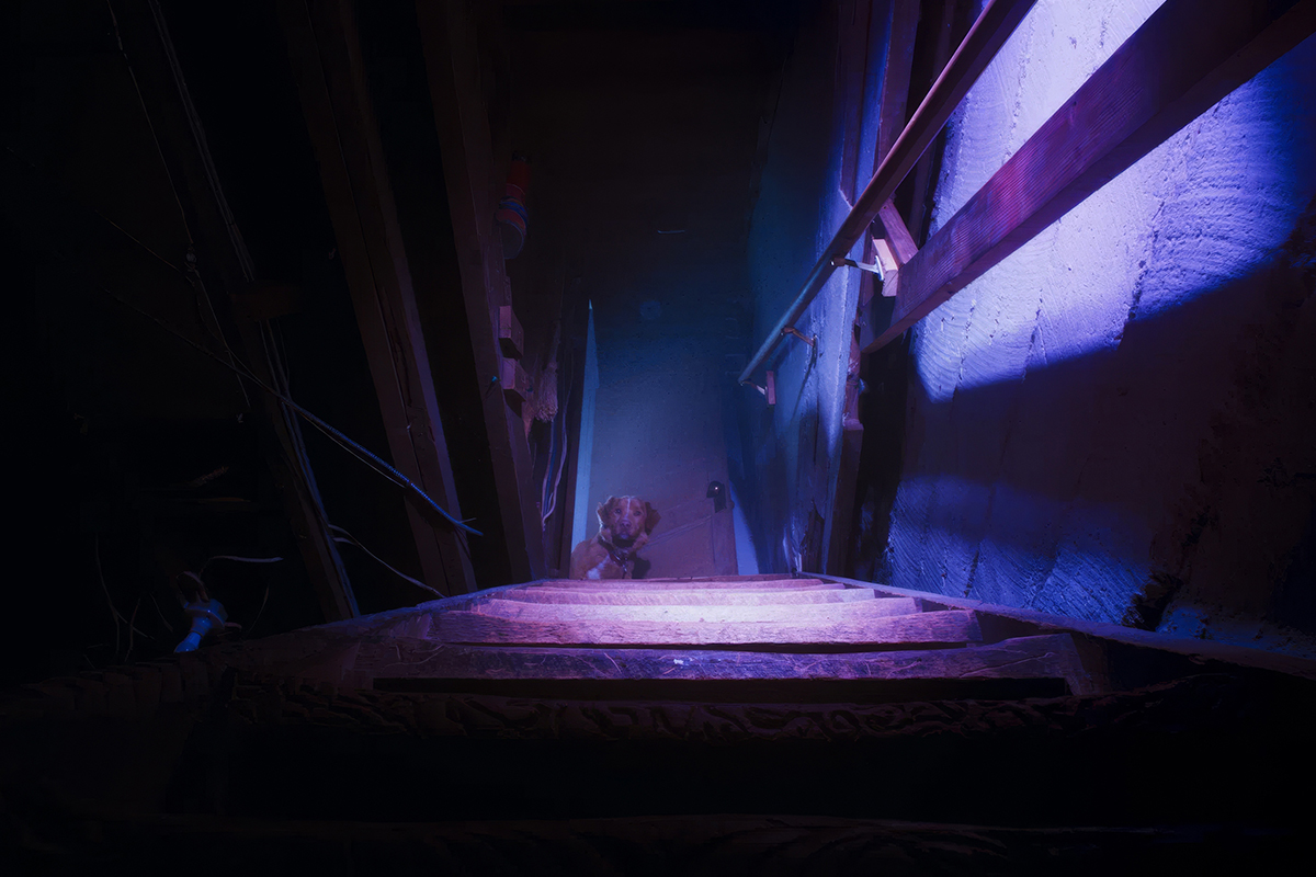 Пёс Инди обожает морковь, но лакомством его на съёмках не угощали, так как его восторг не вписывался бы в атмосферу фильма

Источник: Independent Film