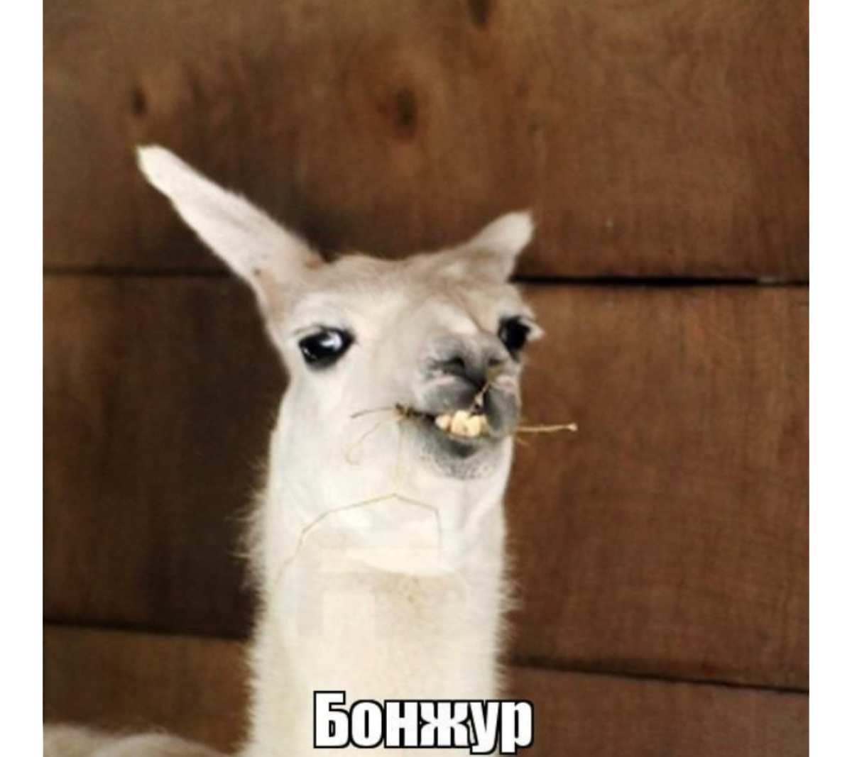 Поздоровайтесь