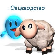 Овцеводство