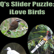 Q’s Slider Puzzle: iLove Birds