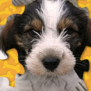 Adorable Puppy Jigsaw Puzzle