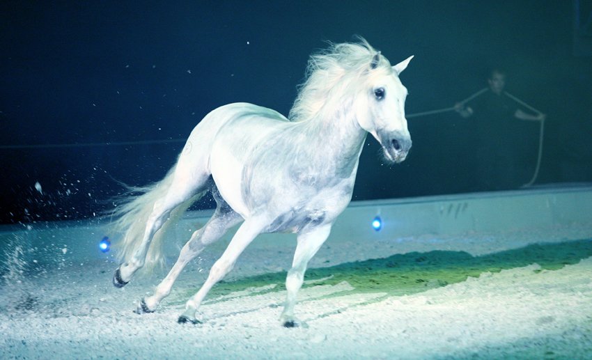 Apassionata — скриншот 3