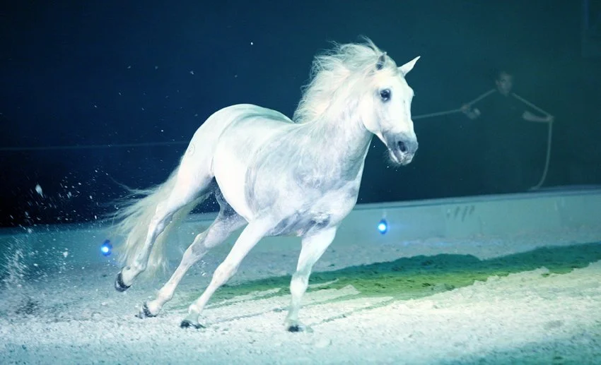 Apassionata - кадр 3