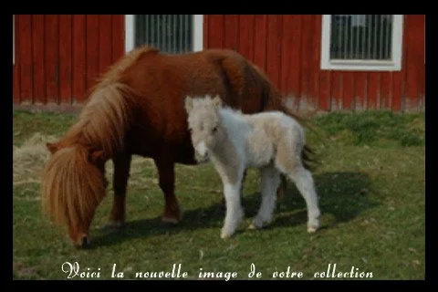 ponies bowling - кадр 3