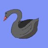 blackcob-swan