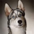 Perkens