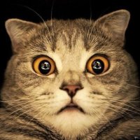 Император Котэ