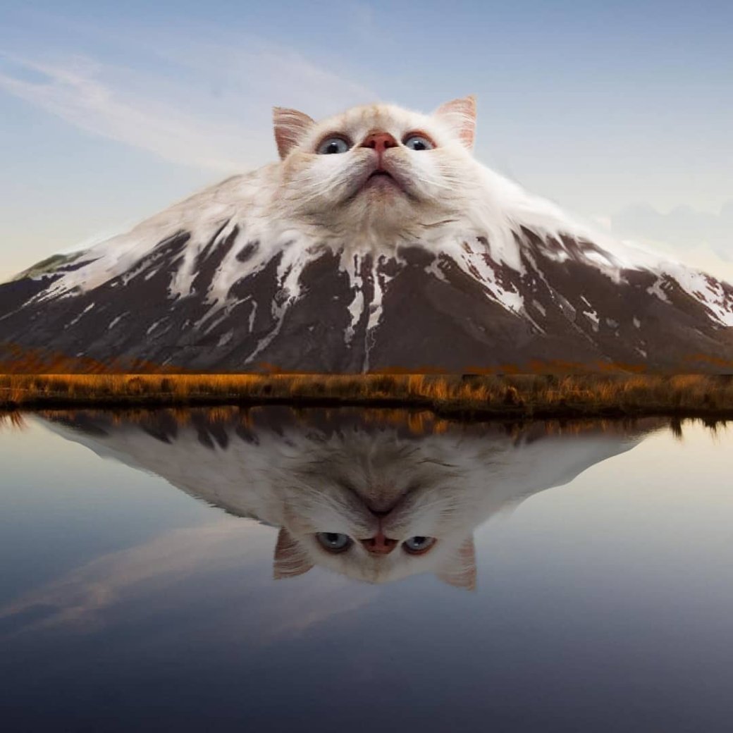 Галерея Сова-яблоко и кот-гора: энтузиаст делает странные коллажи с животными - 12 фото