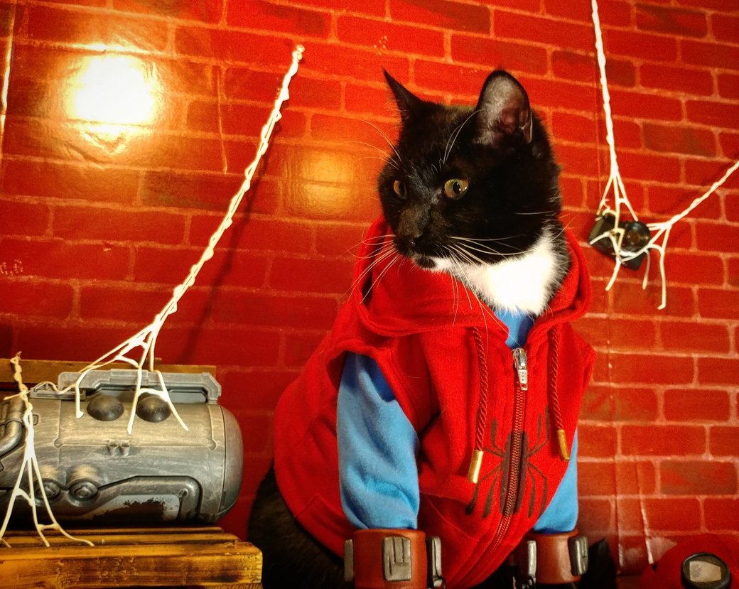 Косплей дня: это кот, но паук, без него мы все как без рук — фото 5