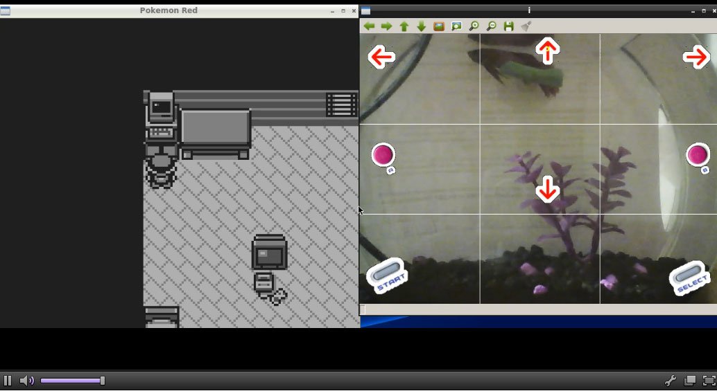 Аквариумная рыбка проходит Pokemon через Twitch — фото 1