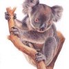 Ustalaya Koala