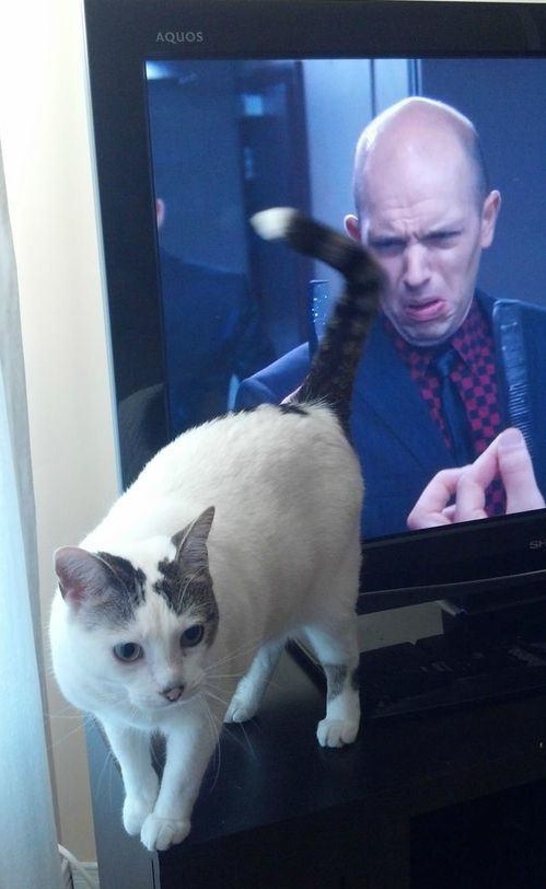 Он увидел обратную сторону кота