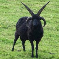 Go Goat