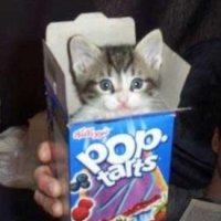 Nyan Cat