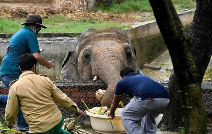 Галерея Про «самого одинокого слона в мире» снимут документальный фильм - 2 фото