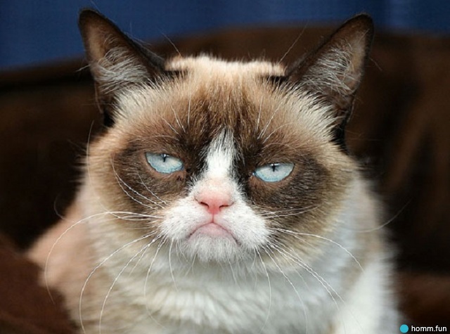 Скончалась кошка, которую весь мир знает по мему Grumpy Cat — фото 1