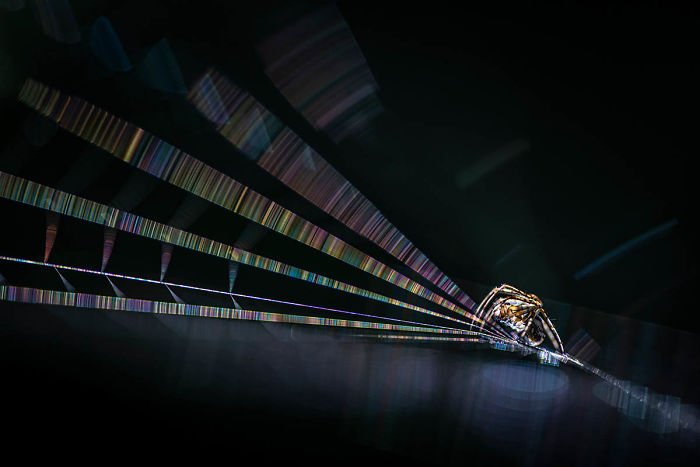 20 удивительных макроснимков победителей конкурса Macro Art Photography Awards — фото 13