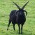Go Goat