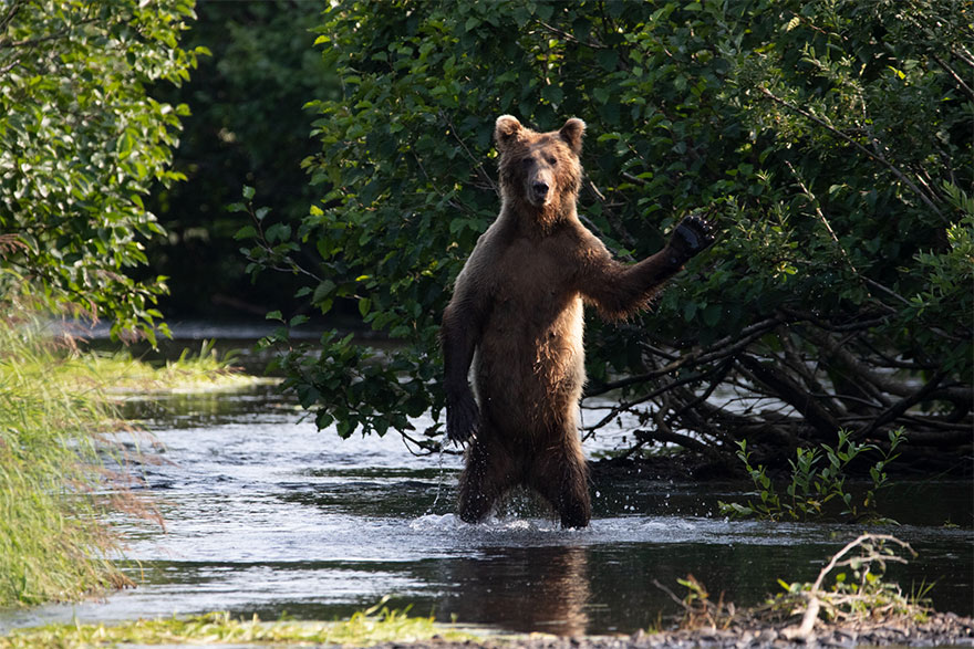 Позитивная галерея: 40 фото с конкурса на самый смешной снимок дикой природы — фото 23