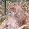 Fat Lynx