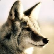 Coyote