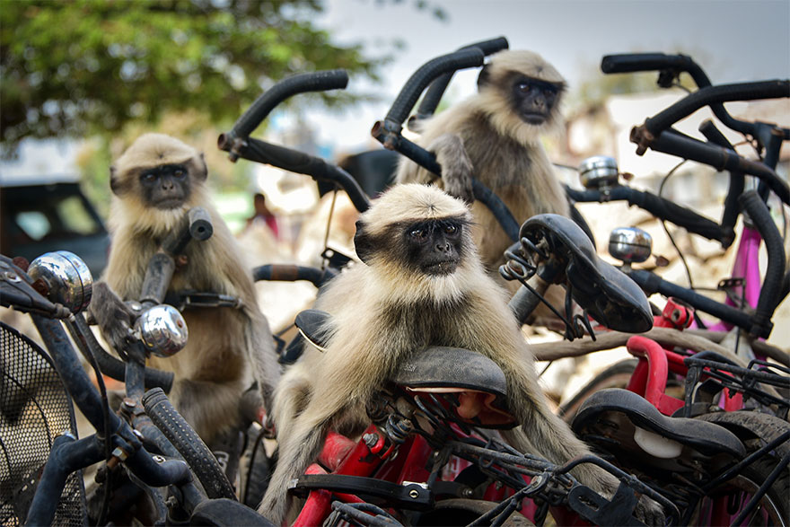 Позитивная галерея: 40 фото с конкурса на самый смешной снимок дикой природы — фото 38
