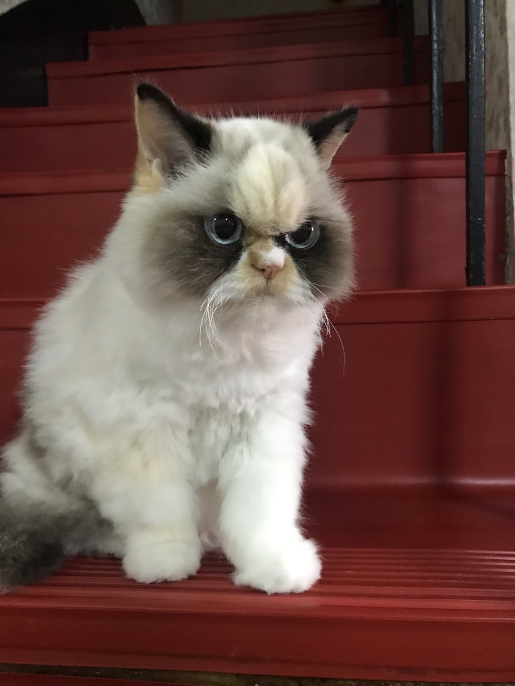 Галерея В сети нашли замену Grumpy Cat. Новая кошка еще злее предыдущей - 4 фото