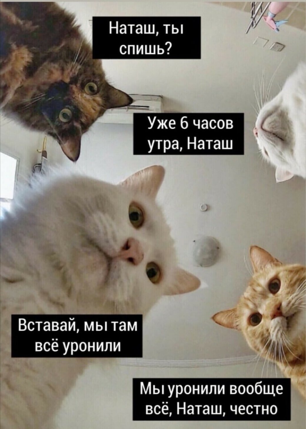 Автор мема с котами «Наташ, мы все уронили» подала заявку на регистрацию товарного знака — фото 1