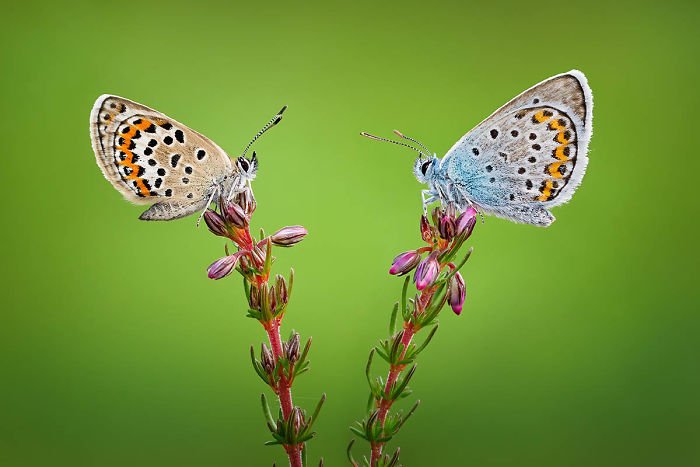 20 удивительных макроснимков победителей конкурса Macro Art Photography Awards — фото 11