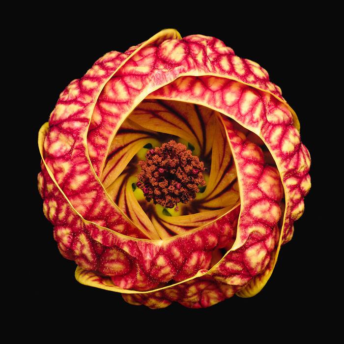 20 удивительных макроснимков победителей конкурса Macro Art Photography Awards — фото 7