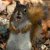 RasAlSquirrel