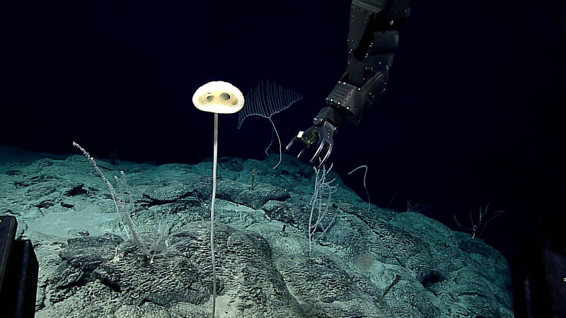 Галерея Губку из глубин океана назвали в честь героя фильма «Инопланетянин». Они очень похожи - 2 фото
