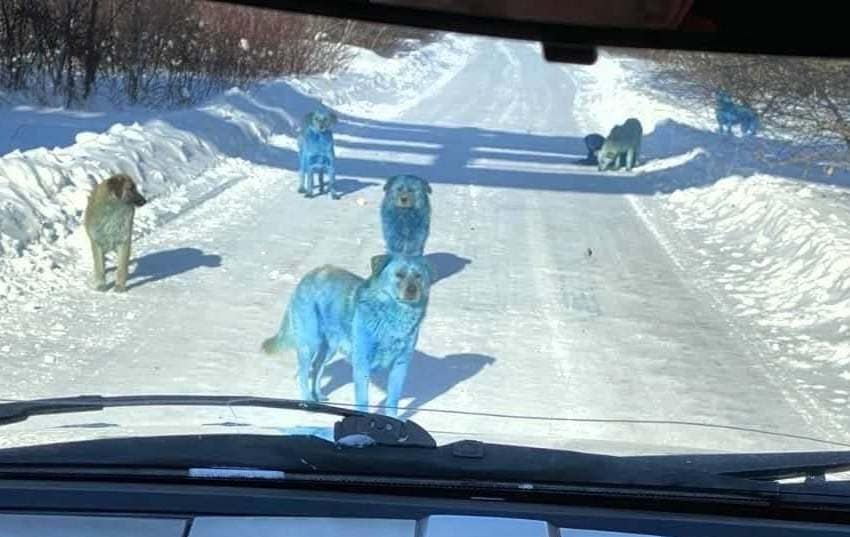 Галерея Стаю синих собак обнаружили в городе Дзержинске - 2 фото