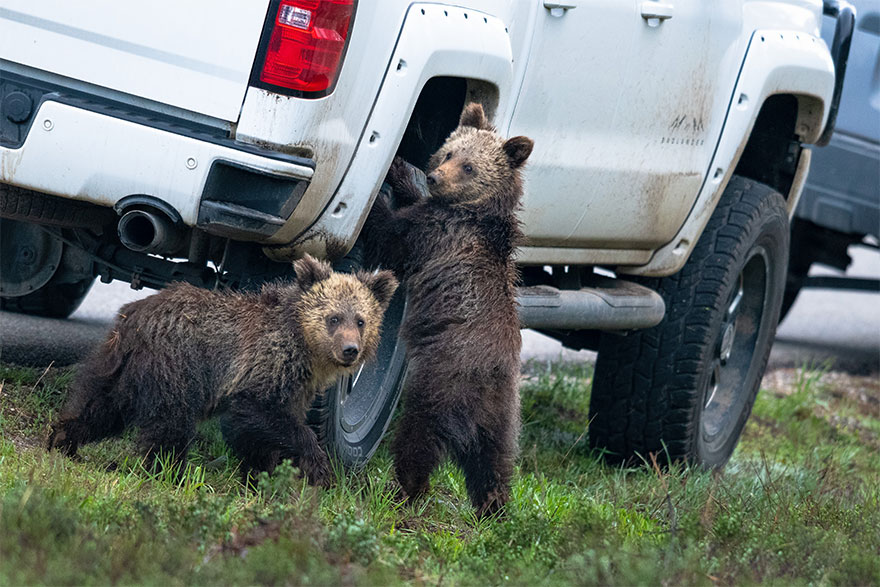 Позитивная галерея: 40 фото с конкурса на самый смешной снимок дикой природы — фото 34