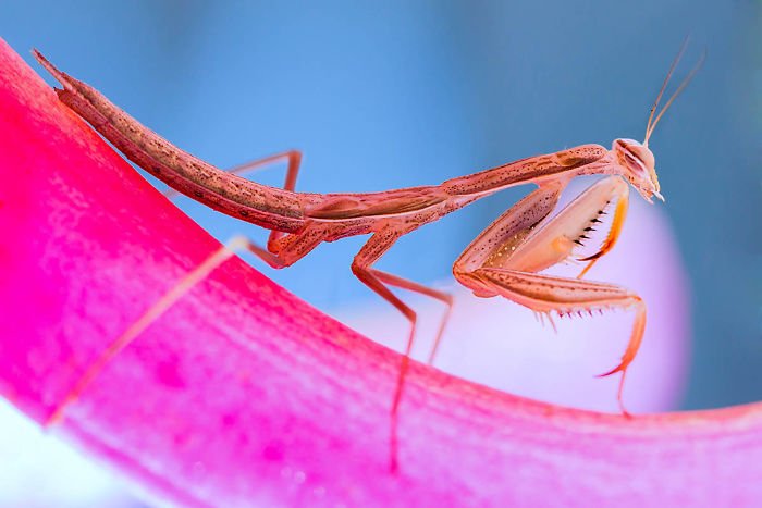 20 удивительных макроснимков победителей конкурса Macro Art Photography Awards — фото 10